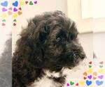 Small Photo #2 Aussie-Poo-Aussiedoodle Mix Puppy For Sale in SANGER, TX, USA
