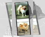 Small #5 Pomeranian