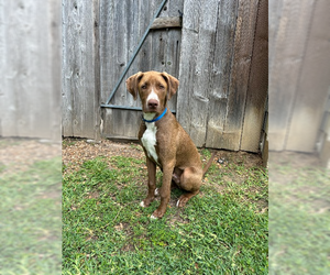 Labrador Retriever-Unknown Mix Dogs for adoption in The Woodlands, TX, USA