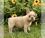 Small #3 French Bulldog