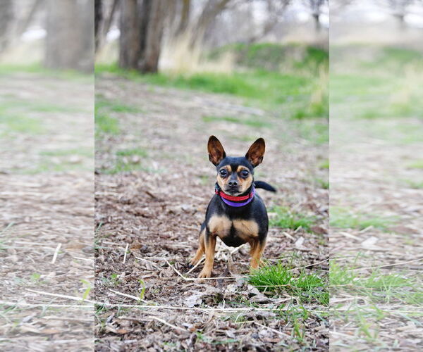 Medium Photo #2 Chihuahua Puppy For Sale in Sandy, UT, USA