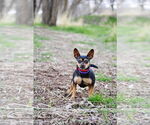 Small #1 Chihuahua