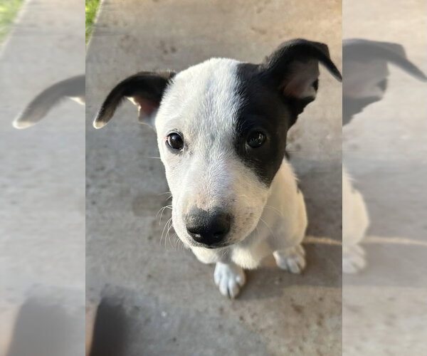 Medium Photo #13 Australian Shepherd-Unknown Mix Puppy For Sale in OKLAHOMA CITY, OK, USA