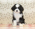 Small #2 Miniature Bernedoodle