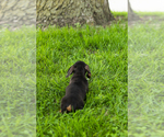 Small #5 Dachshund