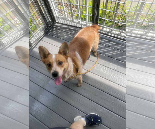 Medium Photo #2 Mutt Puppy For Sale in Overland Park, KS, USA