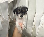 Small #2 Poodle (Miniature) Mix