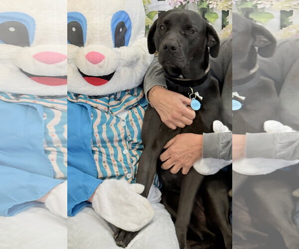 Medium Photo #2 Mutt Puppy For Sale in Rockaway, NJ, USA