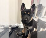 Small #3 German Shepherd Dog-Siberian Husky Mix
