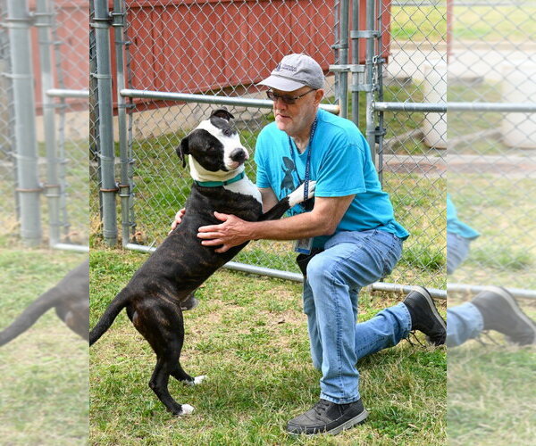 Medium Photo #5 Mutt Puppy For Sale in Glen Allen, VA, USA