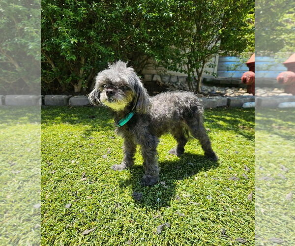 Medium Photo #6 Poodle (Toy) Puppy For Sale in Mooresville, NC, USA