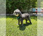 Small #5 Poodle (Toy)