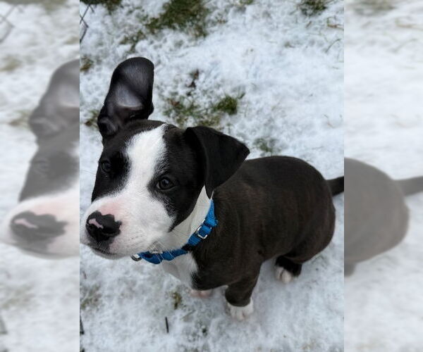 Medium Photo #2 American Pit Bull Terrier-Labrador Retriever Mix Puppy For Sale in Brewster, NY, USA