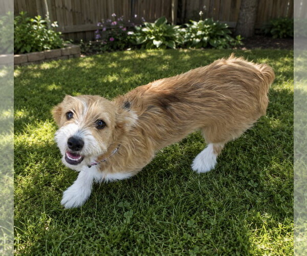 Medium Photo #4 Mutt Puppy For Sale in Littleton, CO, USA