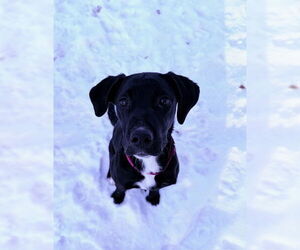 Retriever -Unknown Mix Dogs for adoption in Princeton, MN, USA