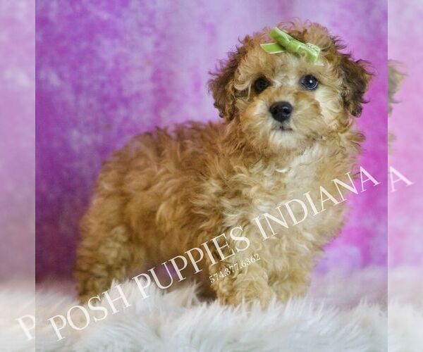 Medium Photo #5 Poodle (Toy) Puppy For Sale in WARSAW, IN, USA