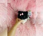 Small #15 Pomeranian