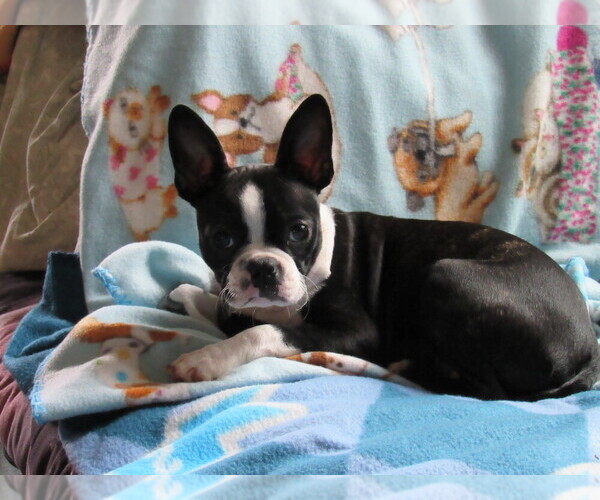 Medium Photo #1 Boston Terrier Puppy For Sale in IMPERIAL BCH, CA, USA