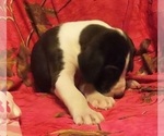 Small Photo #13 Great Dane Puppy For Sale in SPRAGGS, PA, USA
