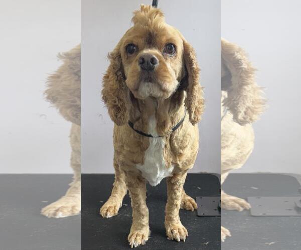 Medium Photo #2 Cocker Spaniel Puppy For Sale in Westminster, MD, USA