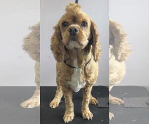 Dakota - Male Cocker Spaniel Dog for Adoption - Photo #2