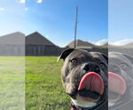 Small Photo #24 American Staffordshire Terrier Puppy For Sale in Rosenberg, TX, USA