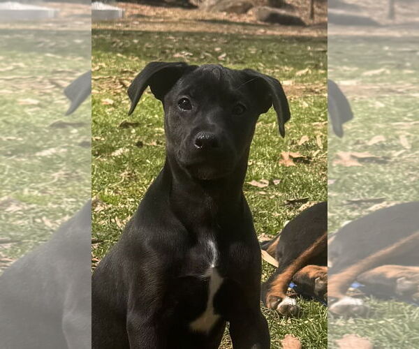 Medium Photo #3 Doberman Pinscher-Miniature Schnauzer Mix Puppy For Sale in Pottstown, PA, USA