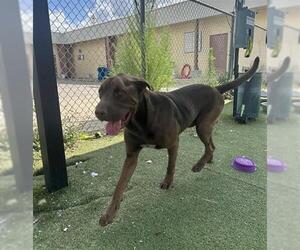 Labrador Retriever-Unknown Mix Dogs for adoption in Pasadena, TX, USA
