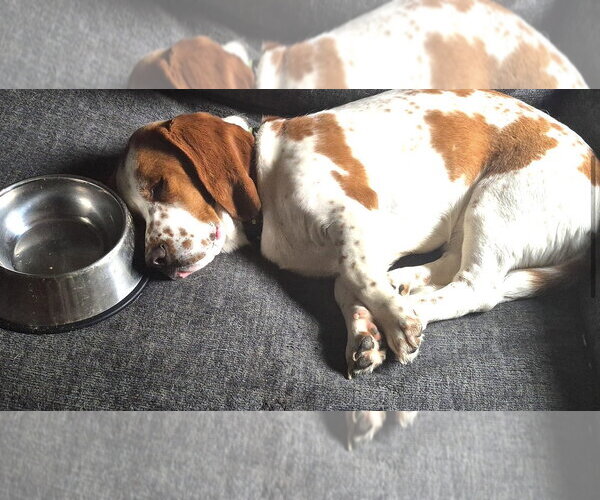 Medium Photo #2 Basset Hound Puppy For Sale in Brookville, OH, USA