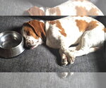 Small #1 Basset Hound