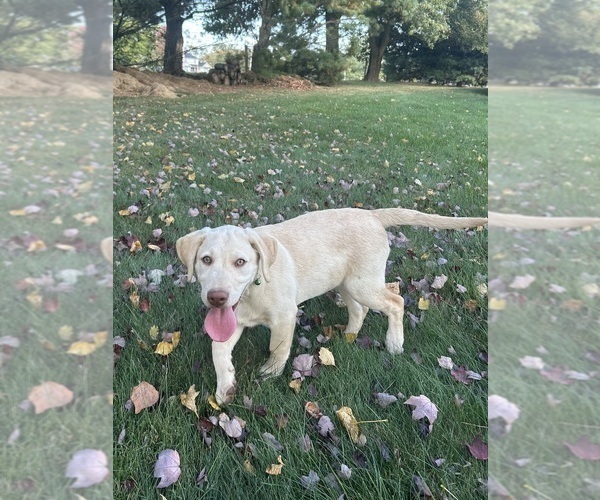 Medium Photo #19 Labrador Retriever Puppy For Sale in FREDERICKSBG, OH, USA