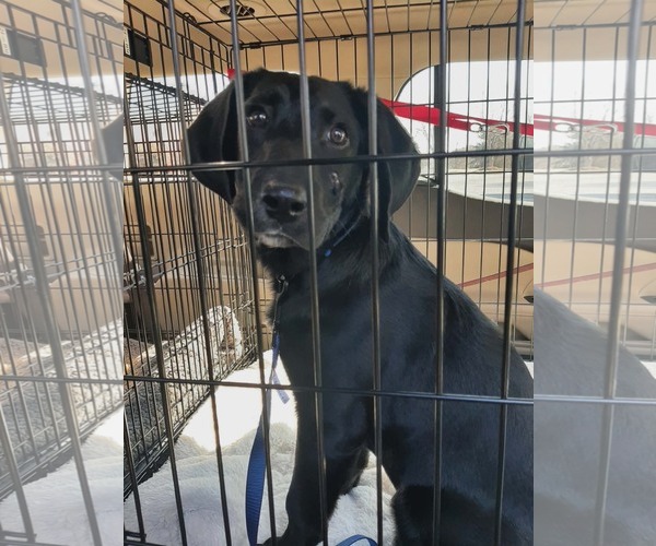 Medium Photo #9 Labrador Retriever-Unknown Mix Puppy For Sale in Mount Laurel, NJ, USA