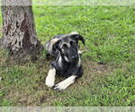 Small #2 German Shepherd Dog Mix