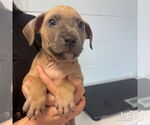 Small #5 Labrador Retriever Mix