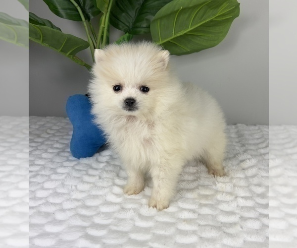 Medium Photo #3 Pomeranian Puppy For Sale in FRANKLIN, IN, USA