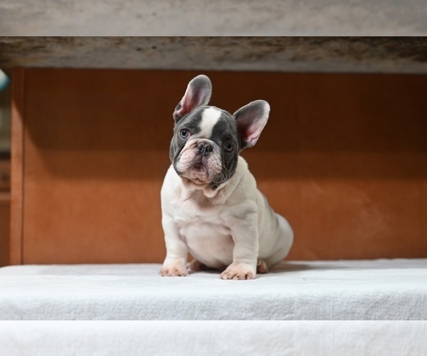 Medium Photo #1 French Bulldog Puppy For Sale in DECATUR, GA, USA