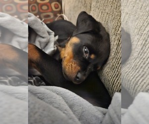 Rottweiler Puppy for sale in LOUISA, VA, USA