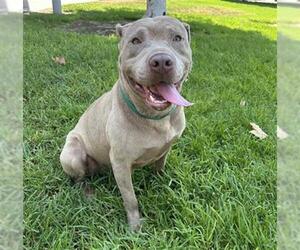 American Pit Bull Terrier-Unknown Mix Dogs for adoption in Riverside, CA, USA