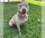 Small American Pit Bull Terrier Mix