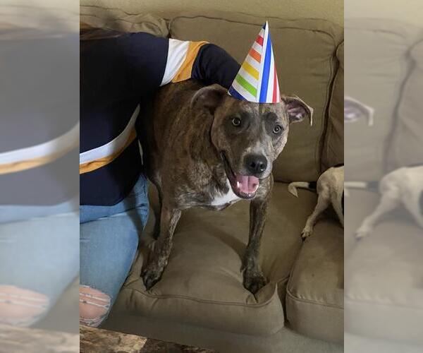 Medium Photo #1 American Staffordshire Terrier-Unknown Mix Puppy For Sale in San Antonio, TX, USA