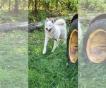 Small Photo #1 Alaskan Malamute Puppy For Sale in CRIVITZ, WI, USA