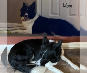 Mother of the Border Collie puppies born on 05/26/2022