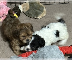 Shih-Poo Puppy for Sale in GLOUCESTER, Virginia USA