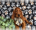 Small Photo #5 Irish Setter Puppy For Sale in QUARRYVILLE, PA, USA