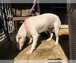 Small #3 American Pit Bull Terrier-American Staffordshire Terrier Mix