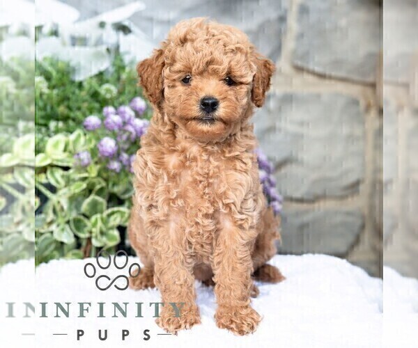 Medium Photo #3 Havapoo Puppy For Sale in LEWISBURG, PA, USA