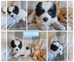 Puppy Orion Miniature Australian Shepherd-Poodle (Toy) Mix