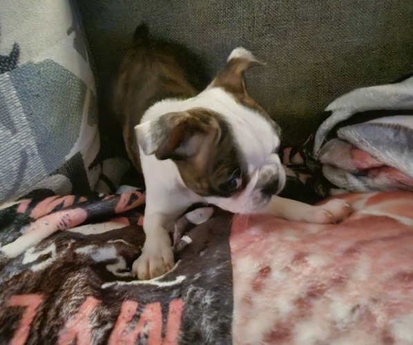Medium Photo #1 Boston Terrier Puppy For Sale in ABILENE, TX, USA