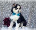 Small Photo #6 Pomeranian-Pomsky Mix Puppy For Sale in LAKELAND, FL, USA