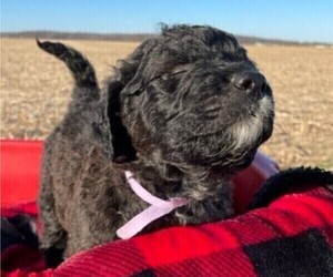 Saint Berdoodle Puppy for sale in BROWNSTOWN, IN, USA